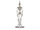 Mini Human Skeleton 80cm scale 1/2