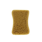 Grote wasspons - Carlinea