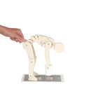 Demonstratiefiguur - Correct tillen - Anatomie en pathologie