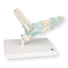 Foot skeleton model with ligaments