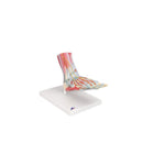 Foot skeleton model with ligaments and muscles