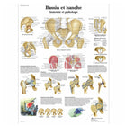 Anatomisch bord - Bekken en heup - Anatomie en pathologie - 3B Wetenschappelijk