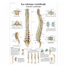 Anatomisch bord - De wervelkolom - Anatomie en pathologie