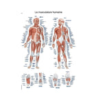 Anatomical board - Human musculature - 50 x 70 cm - French and Latin