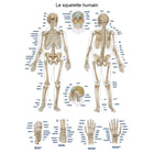 Planche anatomique - Le squelette humain - 50 x 70 cm - Français et latin