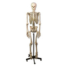 Life-size Human Skeleton 170cm