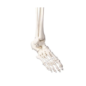 Squelette corps humain 1m78 Oscar Ruck 