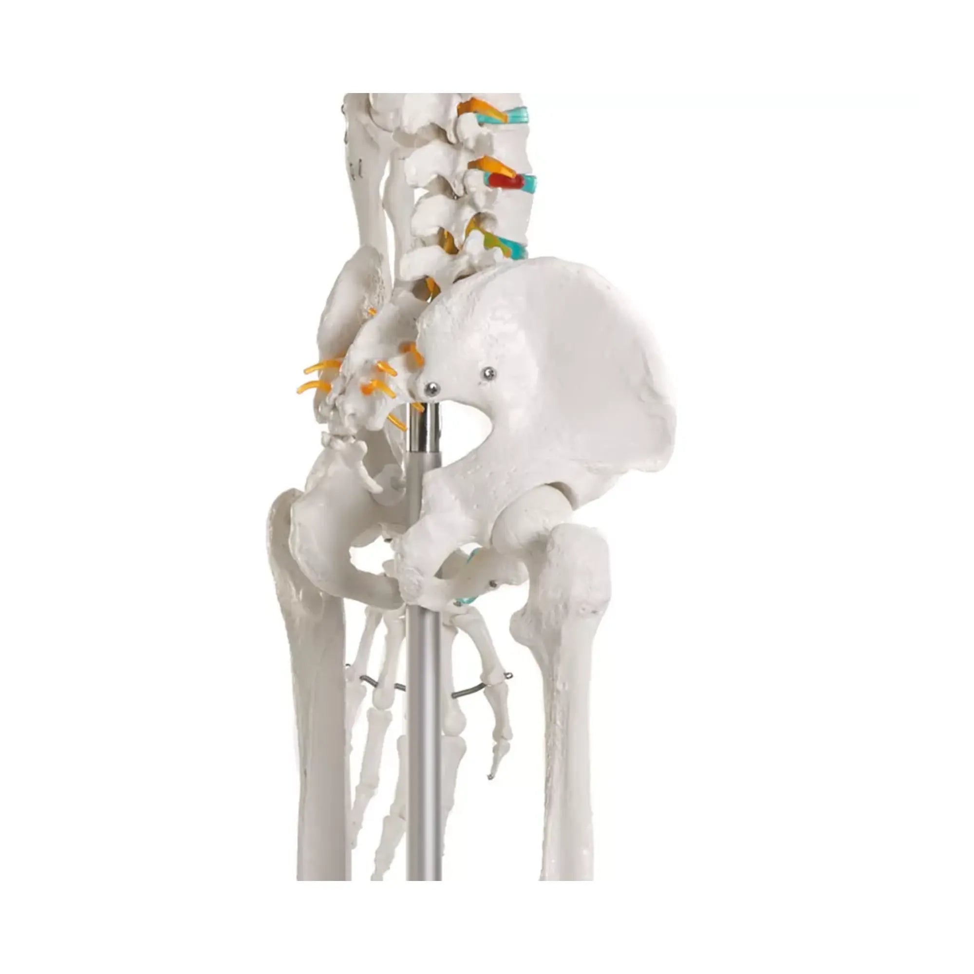 Squelette corps humain 1m78 Oscar Ruck 