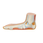 Skeleton of a flatfoot (Pes Planus)