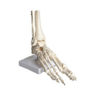 Skelet van de gelede voet - Mijn Podotherapie