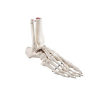 Skelet van de voet met tibia en fibula (fibula) stomp, op draad, zijkant