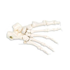 Foot skeleton on nylon thread